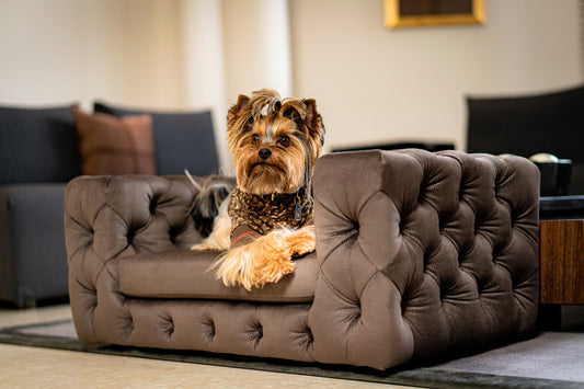 NOT ONLY DEVIL WEARS PRADA. YOUR DOG CAN TOO! LUXURY DOG ACCESSORIES YOUR PET WILL LOVE
