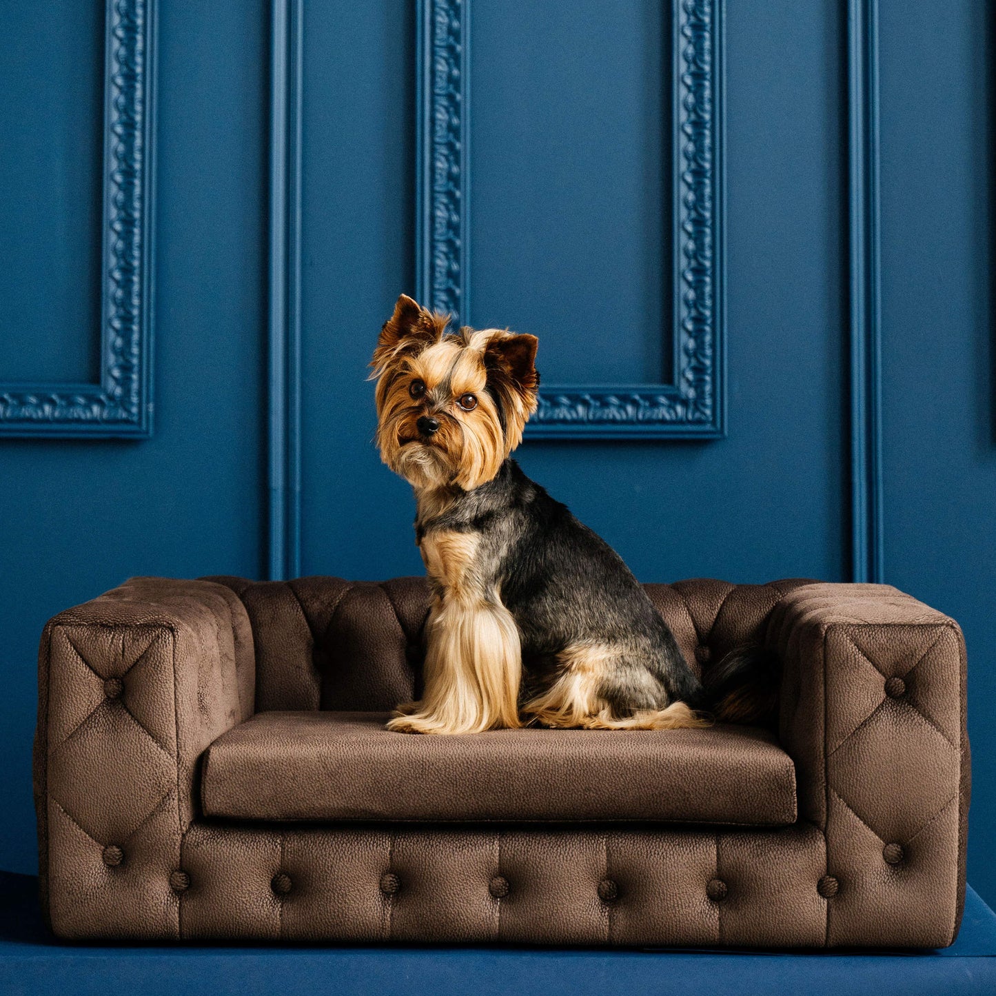 Yorkshire Terrier on Royal designer dog sofa with signature deep buttoned sides