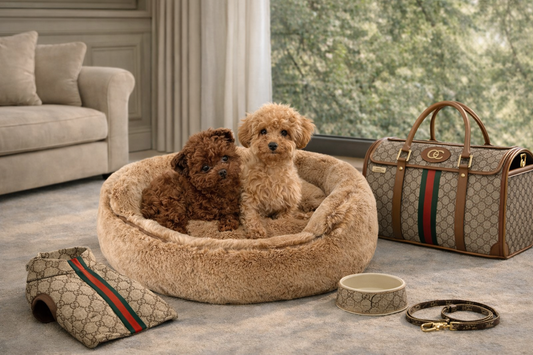 Toy Poodle resting on a luxury dog sofa in a refined interior