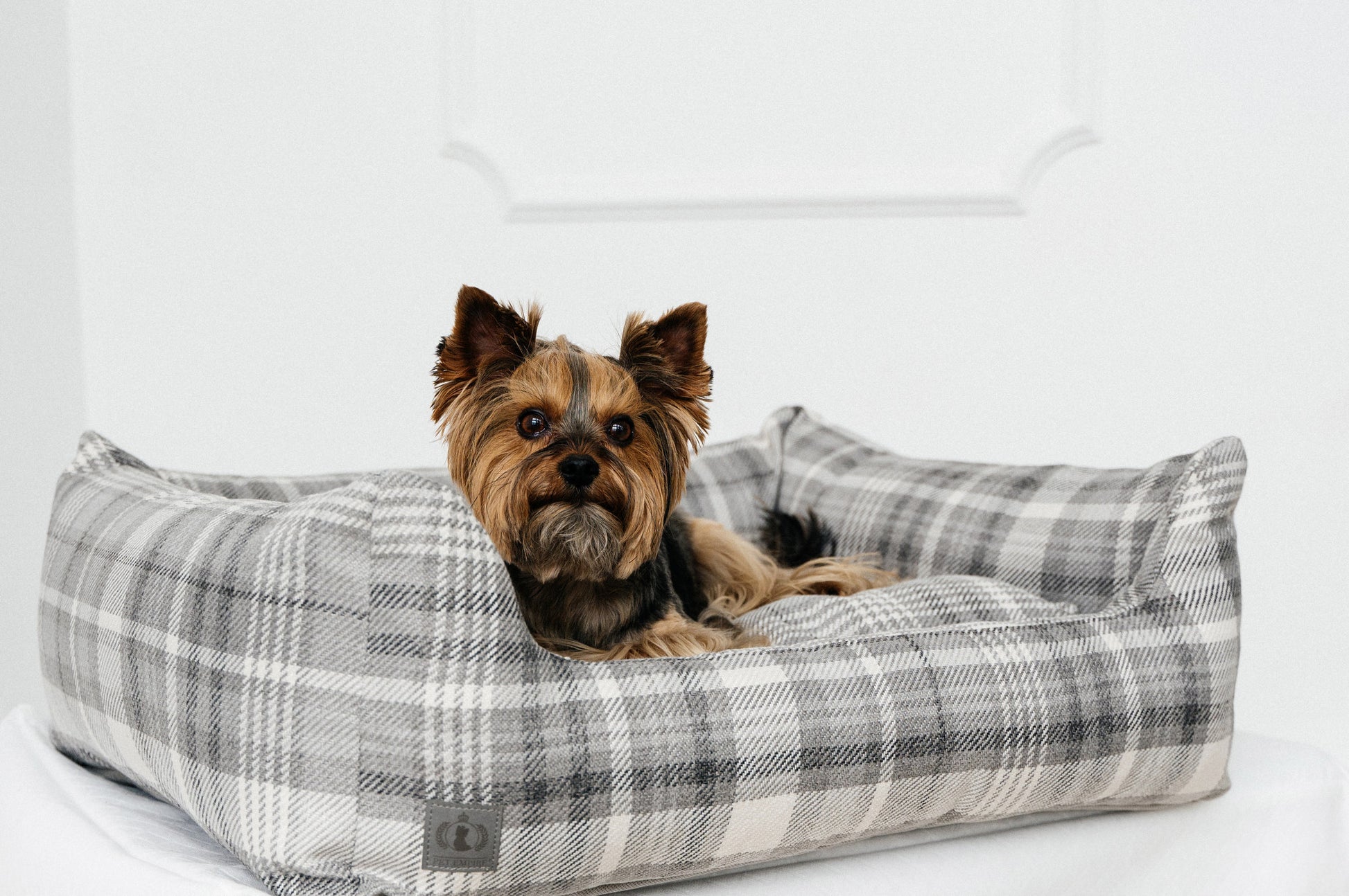 furniture pet