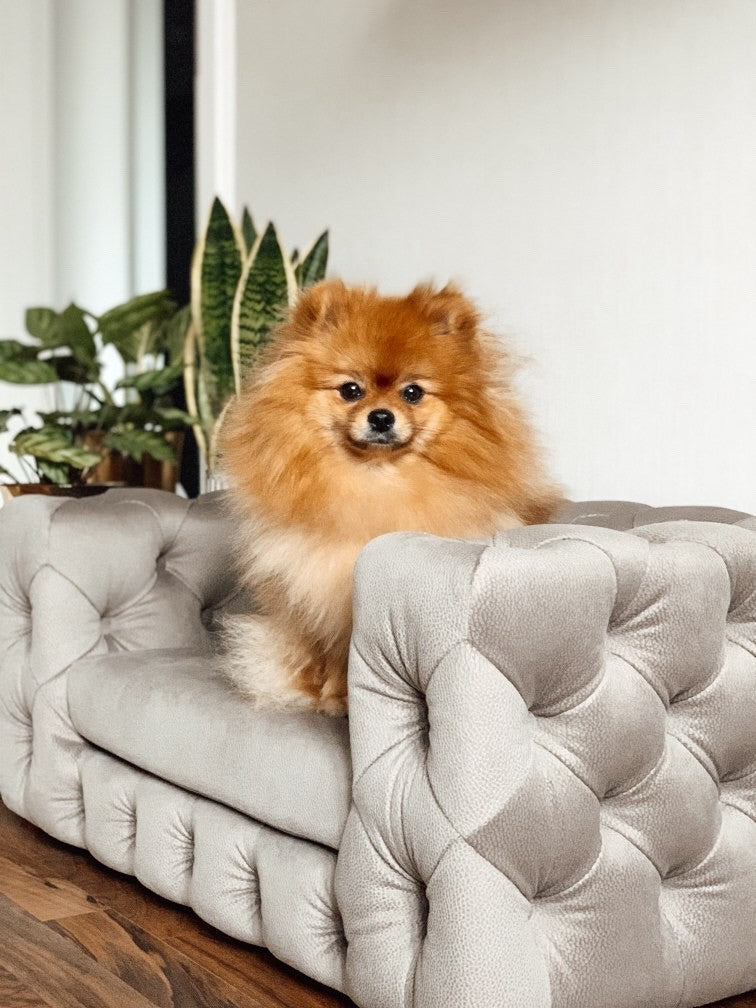 Online pet store: looking for luxury/design for your dog or cat? - The Pet  Empire